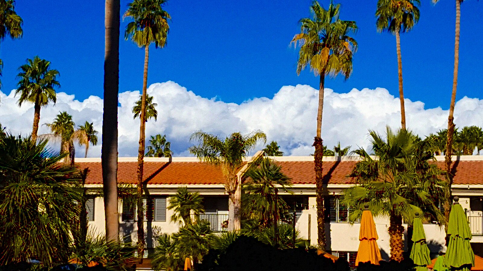 Tall palms standing over a low tile-roofed building under a bright sky