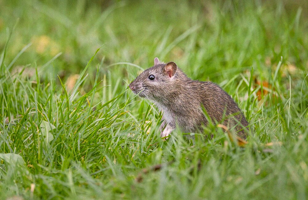 A rat partly hidden in long grass