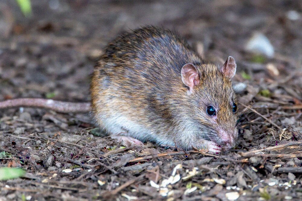 A brown rat foraging among leaf litter and twigs at ground level