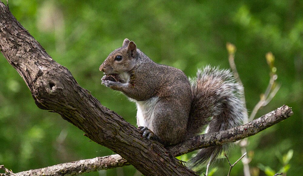 A gray squirrel feeding while perched on a tree branch